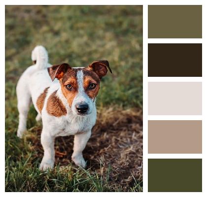 Dog Jack Russel Animal Image